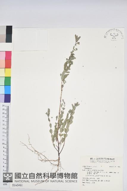 登錄號:S145481藏品圖，第1張