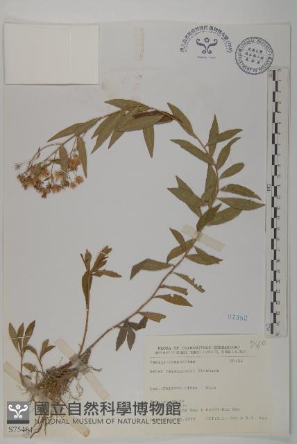 臺灣馬蘭藏品圖，第1張