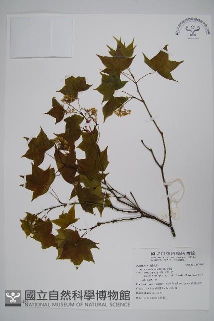 青楓藏品圖，第1張