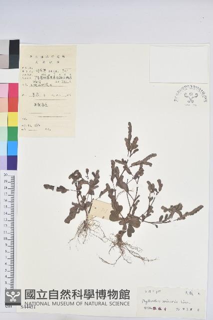 葉下珠、珠仔草藏品圖，第1張