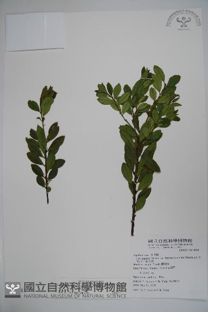 假黃楊藏品圖，第1張