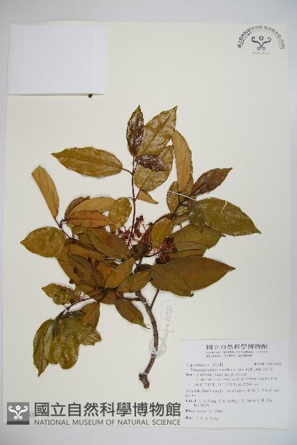 水紅木藏品圖，第1張