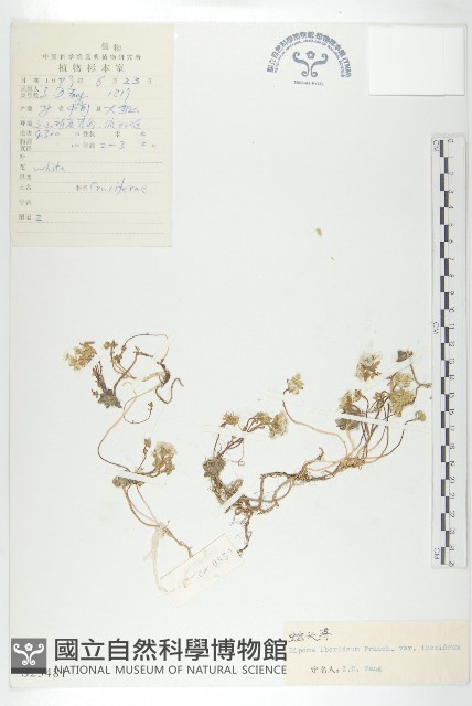 蛇頭薺藏品圖，第1張