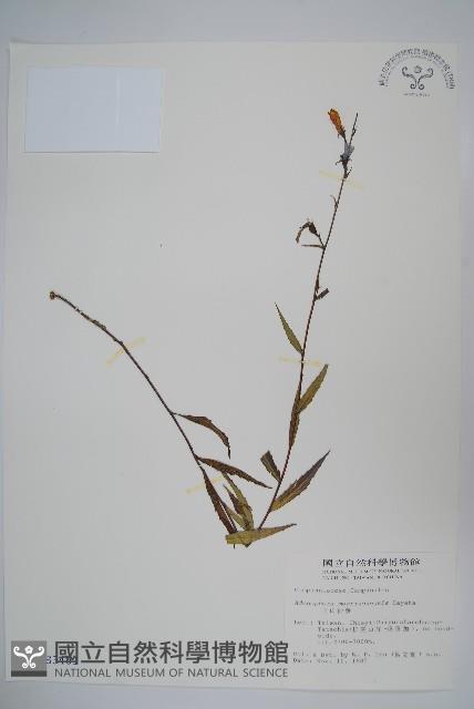 玉山沙參藏品圖，第1張