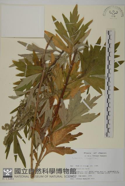 登錄號:S113481藏品圖，第1張