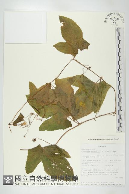 登錄號:S093481藏品圖，第1張