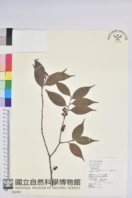 珍珠花、長尾葉越橘藏品圖，第1張