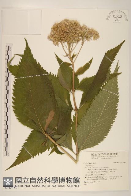 登錄號:S143481藏品圖，第1張