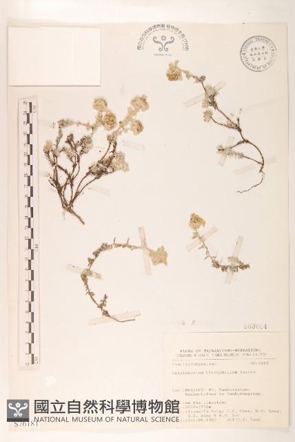 玉山薄雪草藏品圖，第1張