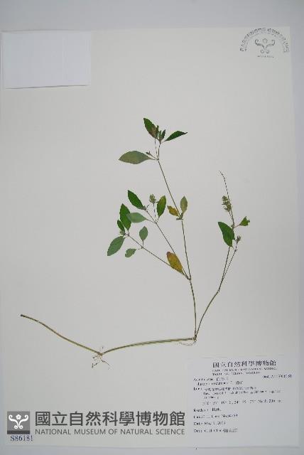 爵床藏品圖，第1張