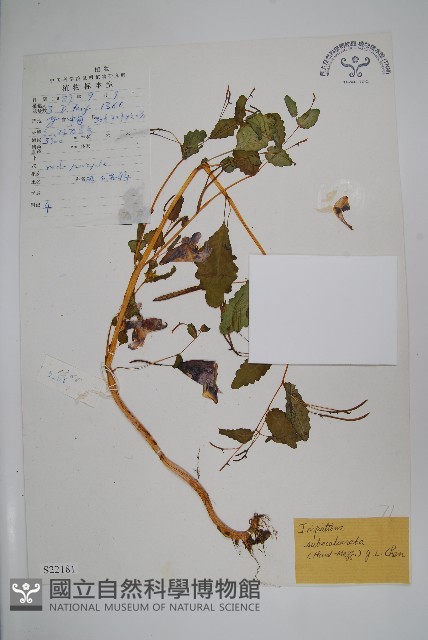 天距鳳仙花藏品圖，第1張