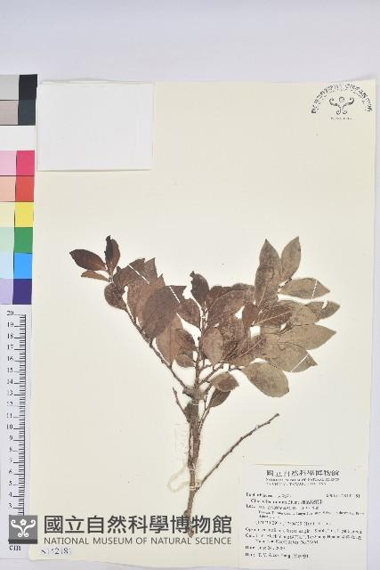 細葉饅頭果藏品圖，第1張