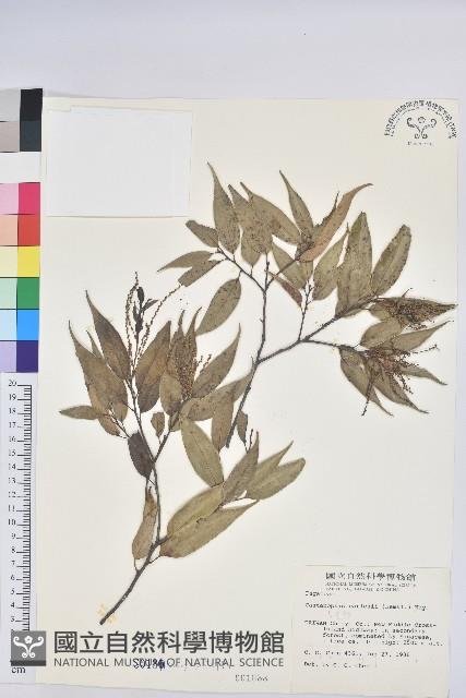 長尾栲、長尾柯、長尾尖葉櫧藏品圖，第1張