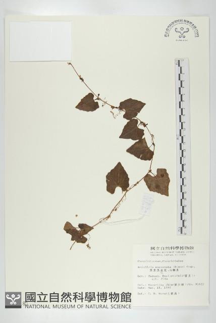 黑果馬交兒藏品圖，第1張