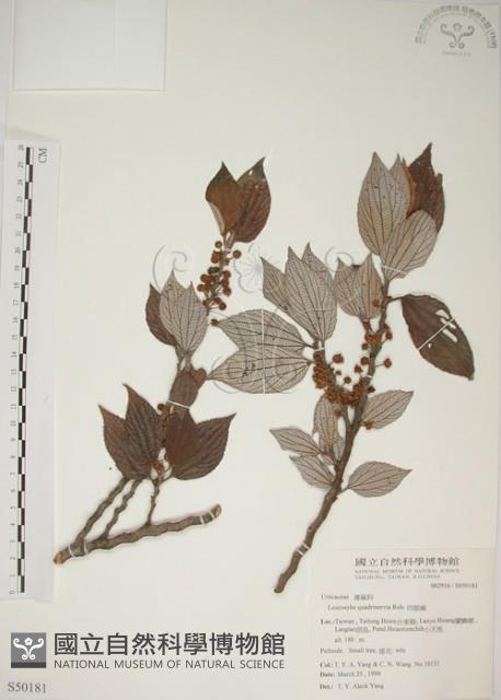 四脈麻藏品圖，第1張