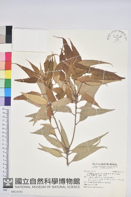 香苦草、狗母蘇、假走馬風藏品圖，第1張