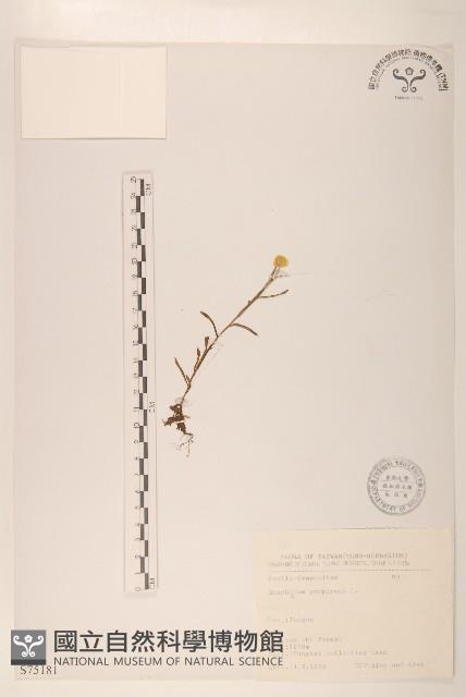 鼠麴舅藏品圖，第1張