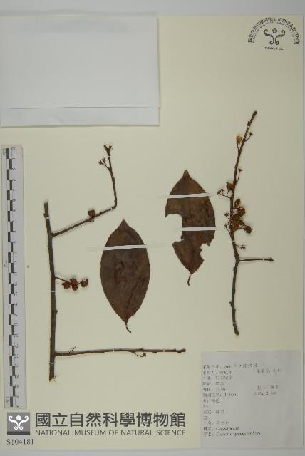 哥蘭葉藏品圖，第1張