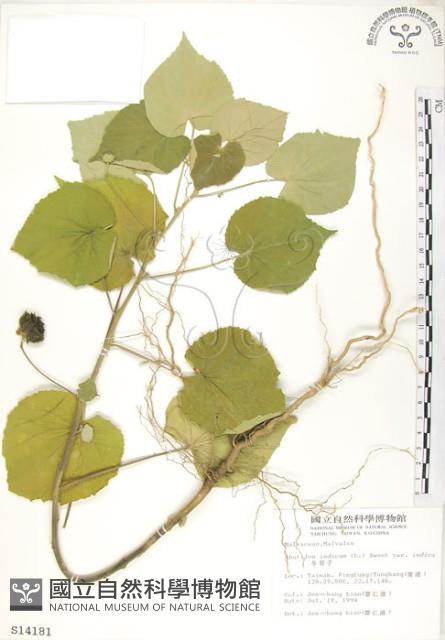 冬葵子藏品圖，第1張