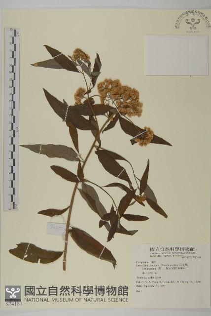 登錄號:S074181藏品圖，第1張