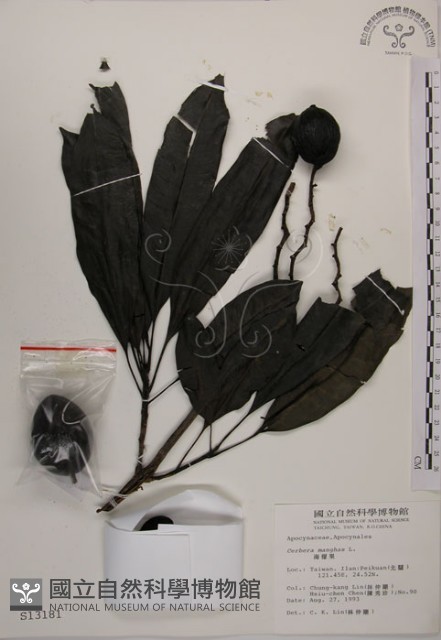海檬果藏品圖，第1張
