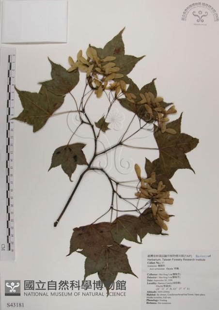 青楓藏品圖，第1張