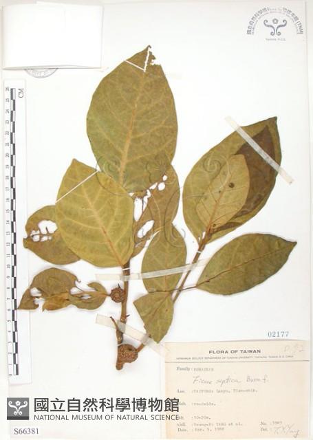 大冇榕、稜果榕藏品圖，第1張