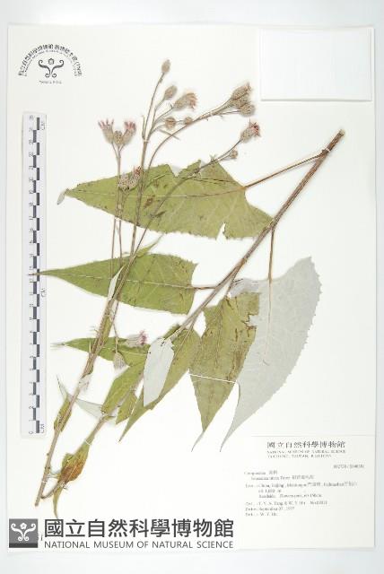 銀背風毛菊藏品圖，第1張