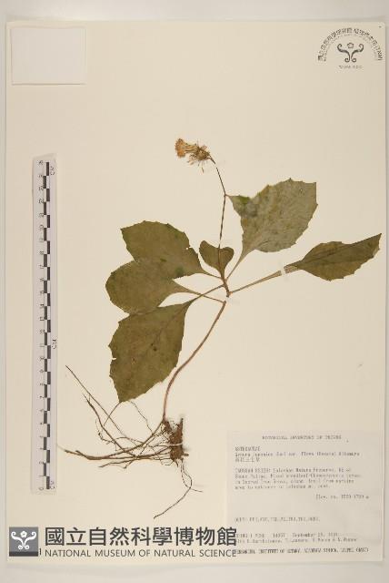 黃花三七草藏品圖，第1張