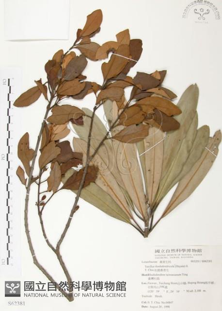 杜鵑桑寄生藏品圖，第1張