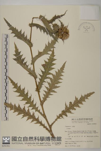 森氏薊藏品圖，第1張