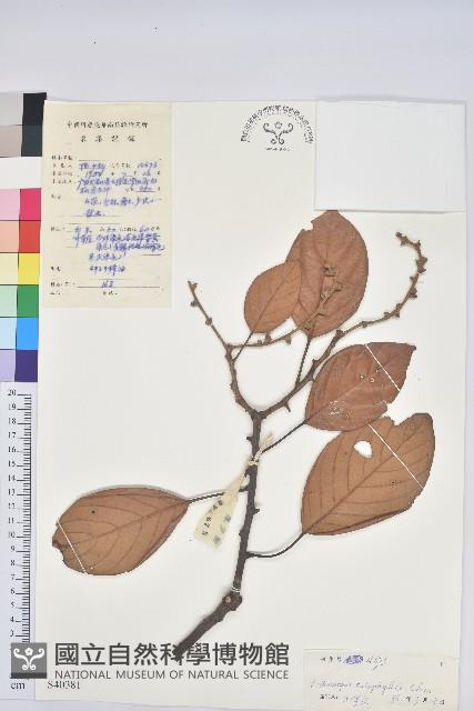 美葉石櫟藏品圖，第1張