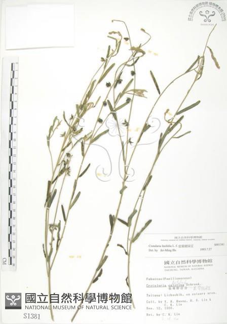 線葉野百合藏品圖，第1張