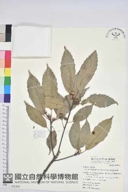 青剛櫟、鐵椆藏品圖，第1張