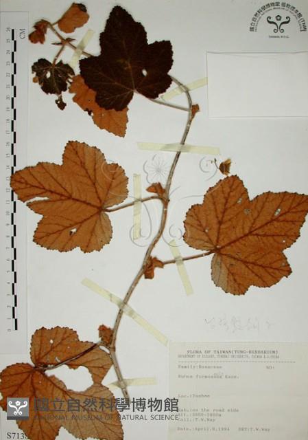 高山懸鉤子、玉山懸鉤子藏品圖，第1張