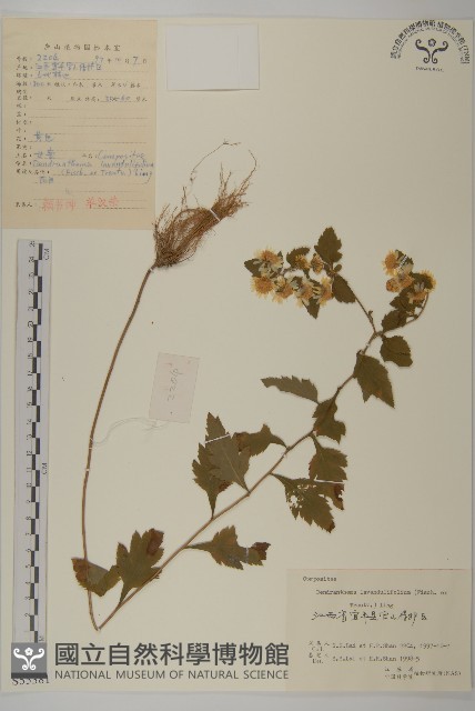 姜菱菊藏品圖，第1張