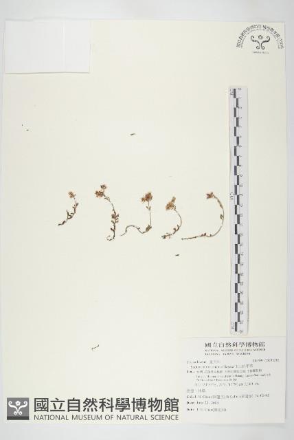 玉山佛甲草藏品圖，第1張