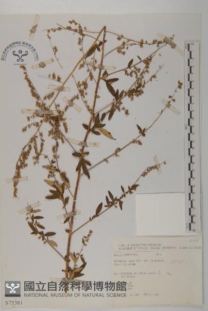 中南蒿藏品圖，第1張