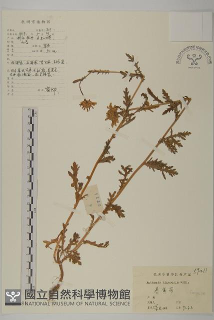 春黃菊藏品圖，第1張