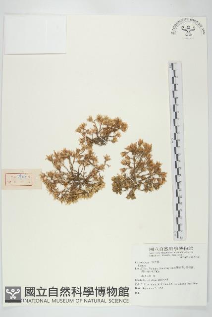 登錄號:S074381藏品圖，第1張