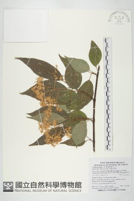 梜木藏品圖，第1張