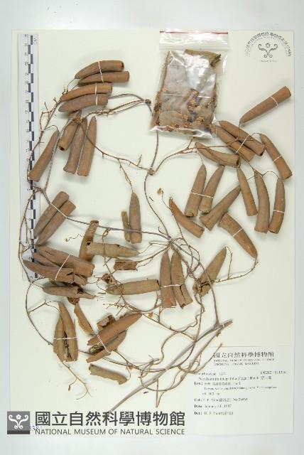 穿山龍藏品圖，第1張