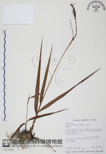 臺灣白及藏品圖，第1張