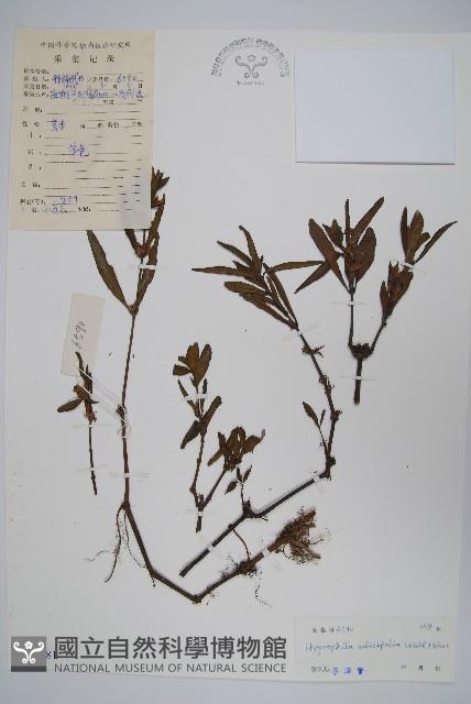 柳葉水蓑衣藏品圖，第1張