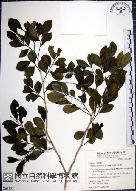 月橘藏品圖，第1張