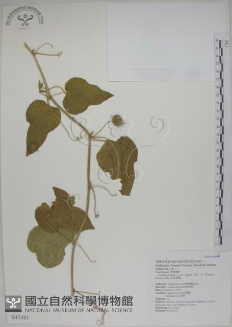 毛西番蓮藏品圖，第1張