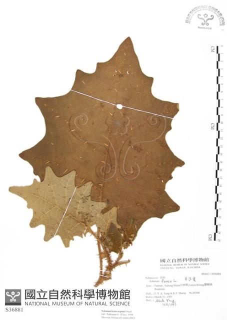 羊不食、毛茄藏品圖，第1張