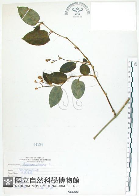 Accession Number:S066881 Collection Image