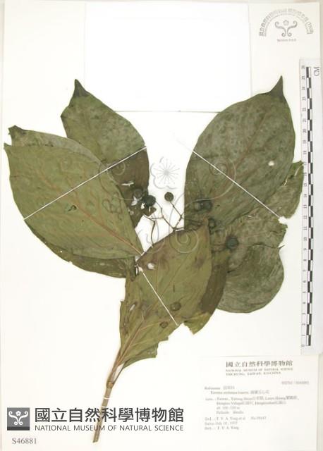 錫蘭玉心花藏品圖，第1張