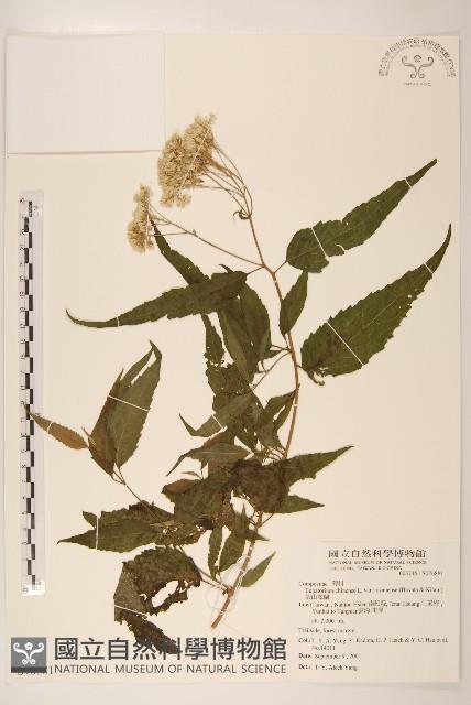 塔山澤蘭藏品圖，第1張